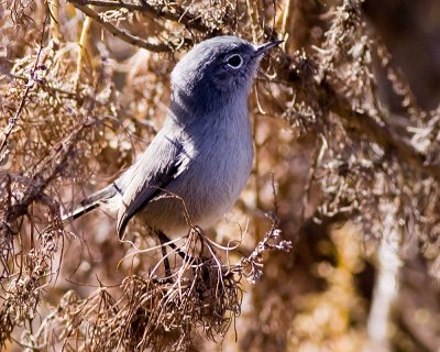 Blue-gray Gnatcatcher