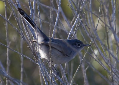 Blue-gray Gnatcatcher