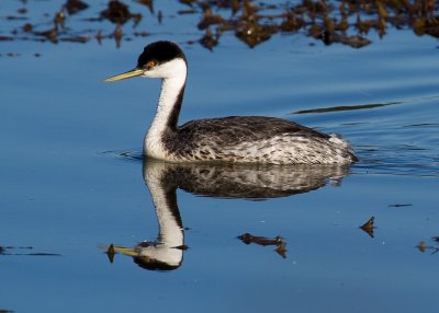 Western Grebe