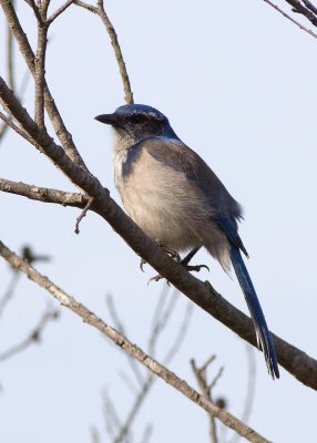 Western Scrub Jay