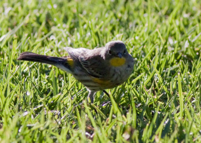 Yellow-rumped Warbler