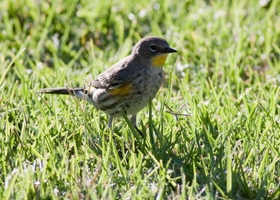 Yellow-rumped Warbler