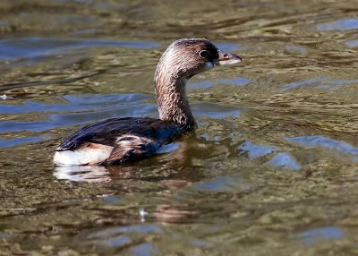 Pied-billed Grebe