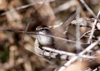 Bewick's Wren