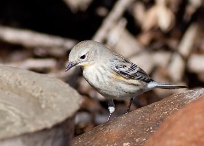 Yellow-rumped Warbler