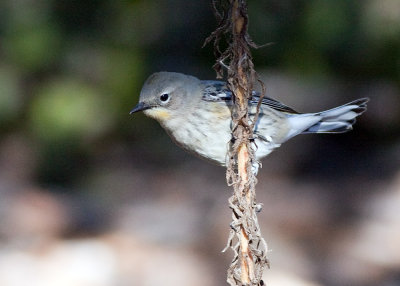 Yellow-rumped Warbler