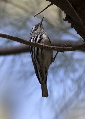 Black and White Warbler