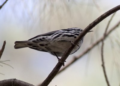 Black and White Warbler