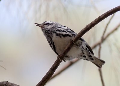 Black and White Warbler