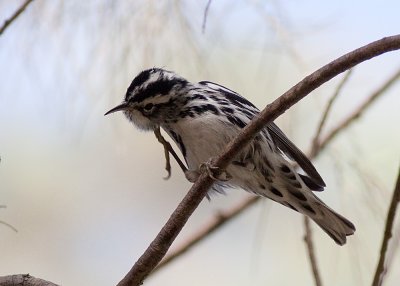 Black and White Warbler