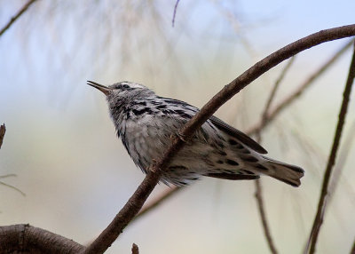 Black and White Warbler