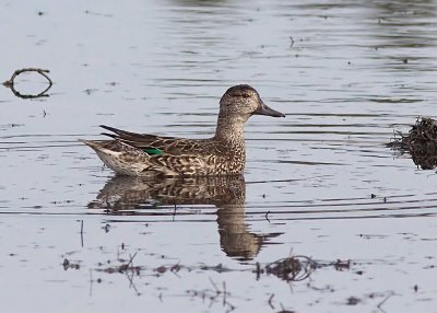 Green-winged Teal (female)