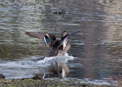 Green-winged Teal (female)