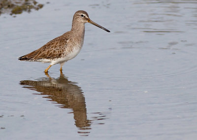 Short-billed Dowitcher