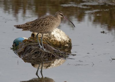 Whimbrel