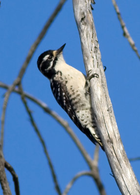 Nuttalls Woodpecker (female)