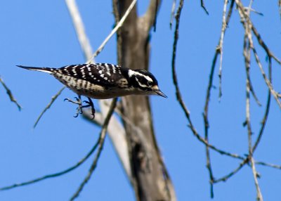 Nuttall's Woodpecker (female)