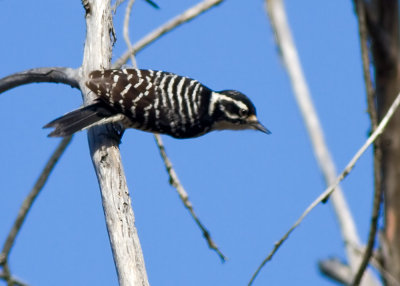 Nuttall's Woodpecker (female)
