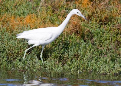 Little Blue Heron (juvenile)