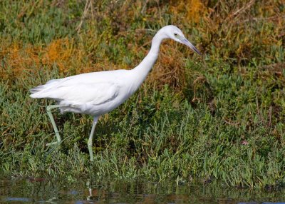 Little Blue Heron (juvenile)