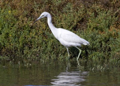 Little Blue Heron (juvenile)
