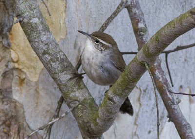 Bewick's Wren