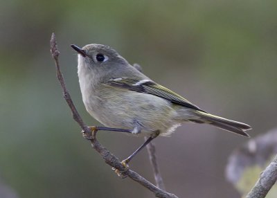 Ruby-crowned Kinglet