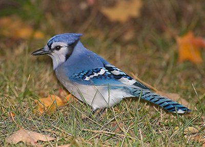 Blue Jay