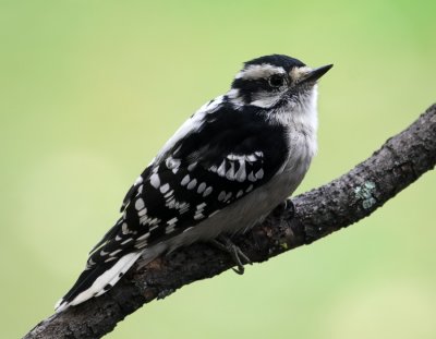 Downy Woodpecker