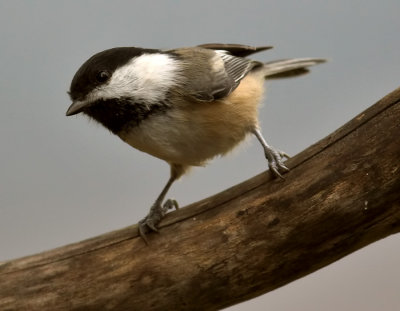 Black-capped Chickadee