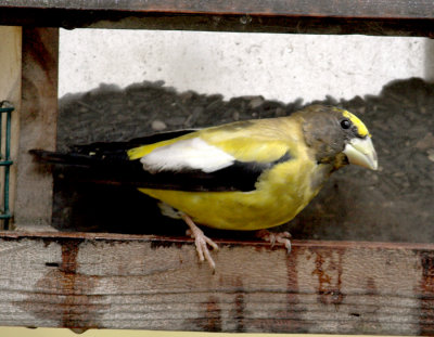 Evening Grosbeak - male