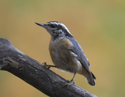 Red-breasted Nuthatch
