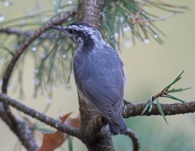 Red-breasted Nuthatch