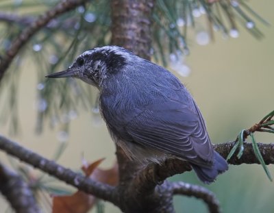 Red-breasted Nuthatch