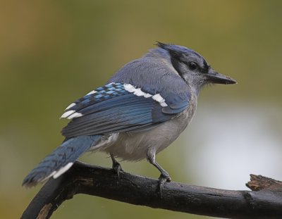 Blue Jay