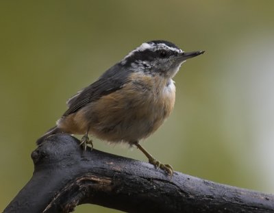 Red-breasted Nuthatch