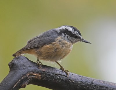 Red-breasted Nuthatch