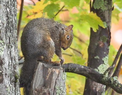 Red Squirrel