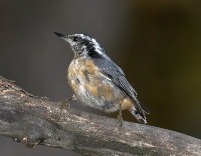 Red-breasted Nuthatch