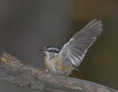 Red-breasted Nuthatch