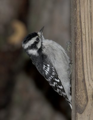 Downy Woodpecker