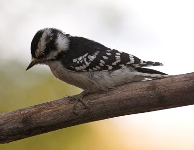 Downy Woodpecker