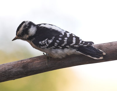 Downy Woodpecker