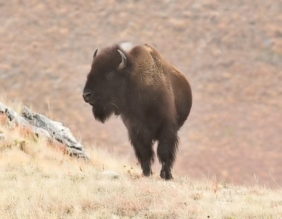 American Bison