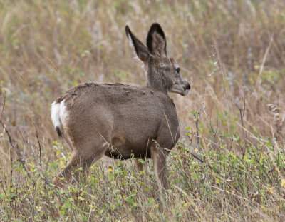 Mule Deer