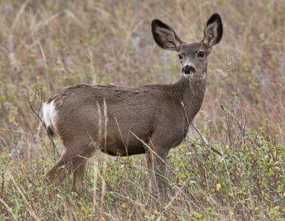 Mule Deer