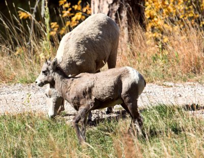 Goats and Sheep