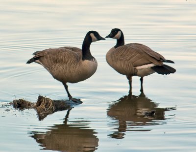 Canada Geese