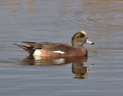 American Wigeon