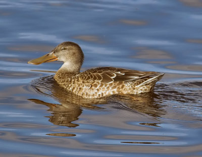 Northern Shoveler - female